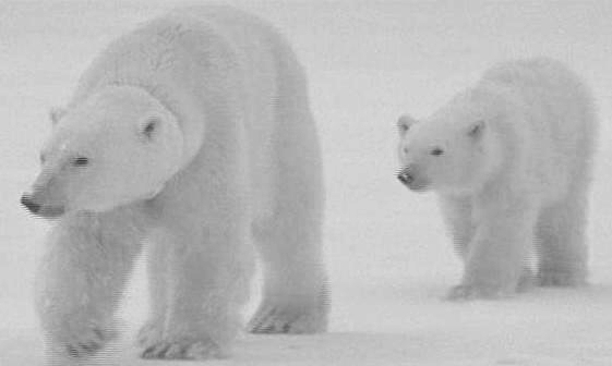 * Ciné Junior : 'OURS POLAIRE : AVEC OU SANS GLACES ?'  (+8ans) - Projections à la Maison Folie de Lille-Moulins * 
